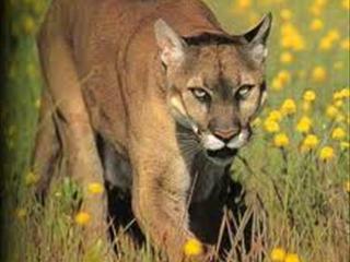 Lions apparently not enough to keep intruders out