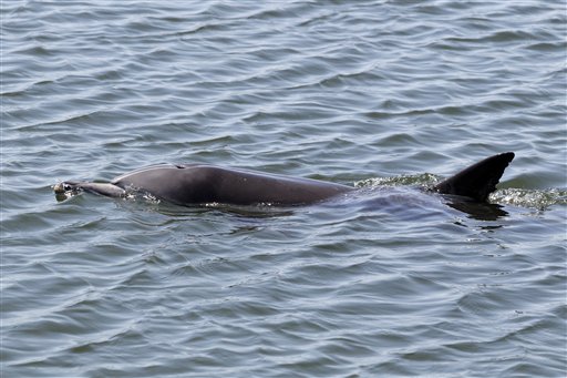 Dolphin in Wetlands