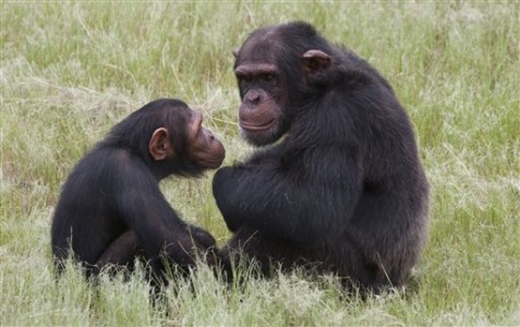 South Africa-Chimp Attack