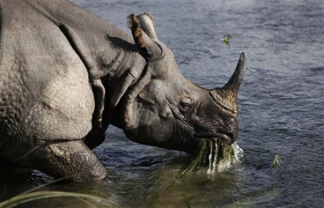 Endangered Species Valuable Species