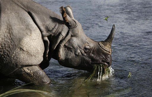 Endangered Species Valuable Species