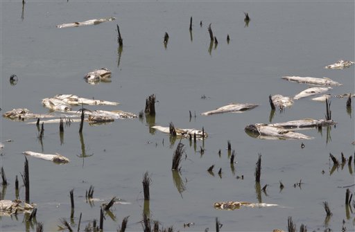 Drought Dead Fish