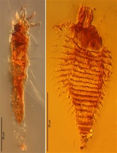 Ancient Trapped Bugs