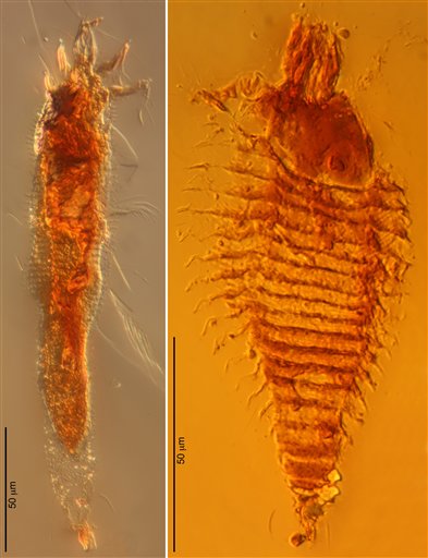 Ancient Trapped Bugs