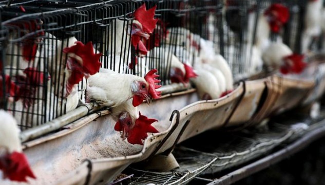 birdflufarm-afp1e