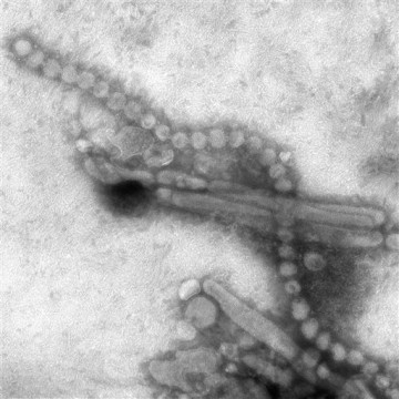 H7N9 virus