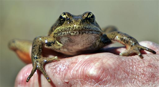 Disappearing Frogs