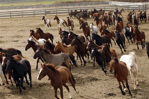 Wild Horses-Independent Review