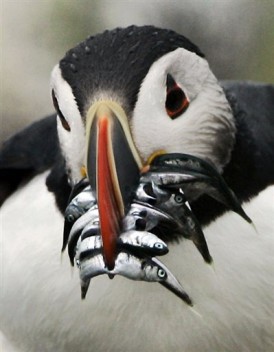 Puffin Deaths