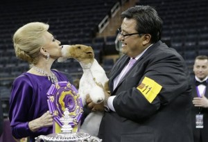 Wire fox terrier wins best in show at Westminster item-thumbnail