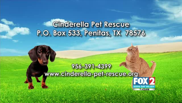 Cinderella Pet Rescue Needs Your Help item-thumbnail