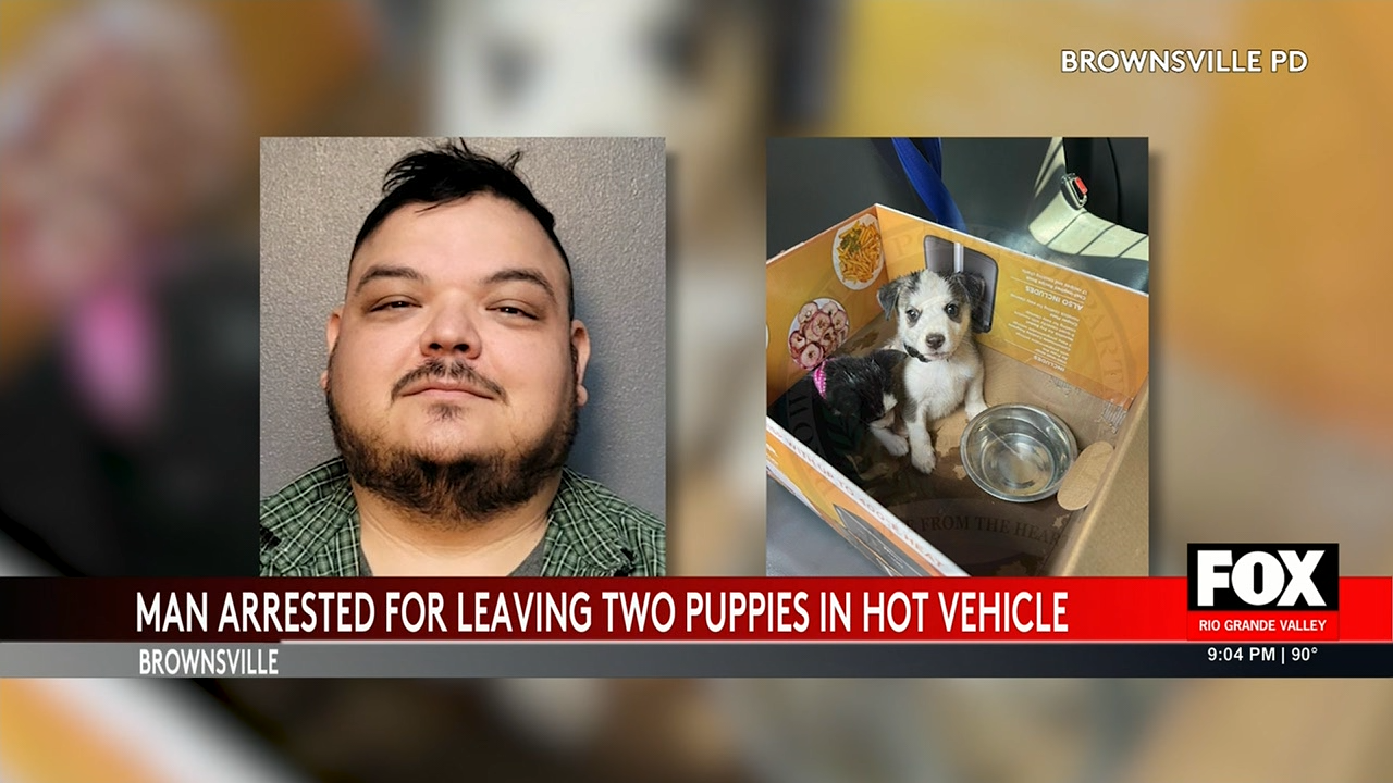 Cruelty Arrest: Brownsville Man Charged for Leaving Puppies in Hot Car ...