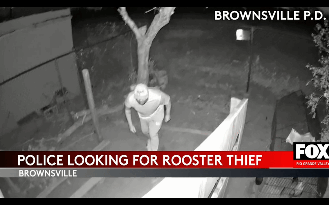 Brownsville Police Seek Public’s Help in Rooster Theft Case