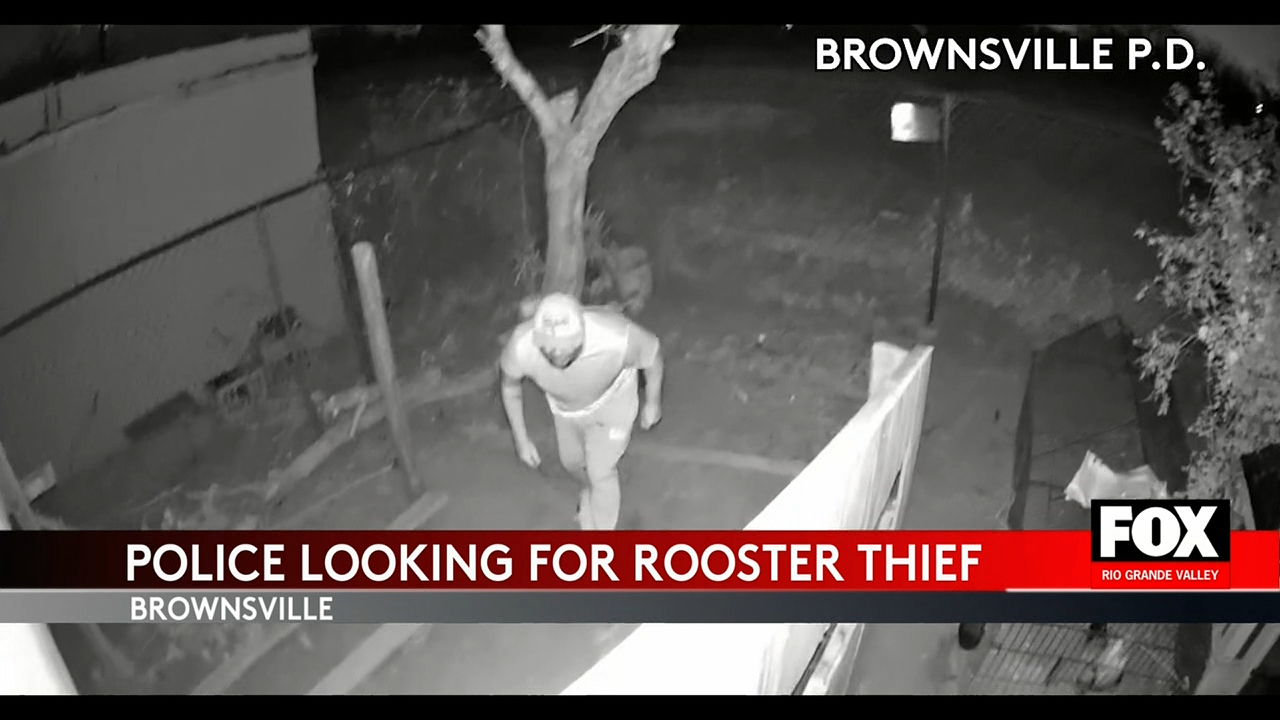 Brownsville Police Seek Public’s Help in Rooster Theft Case | FOX RGV
