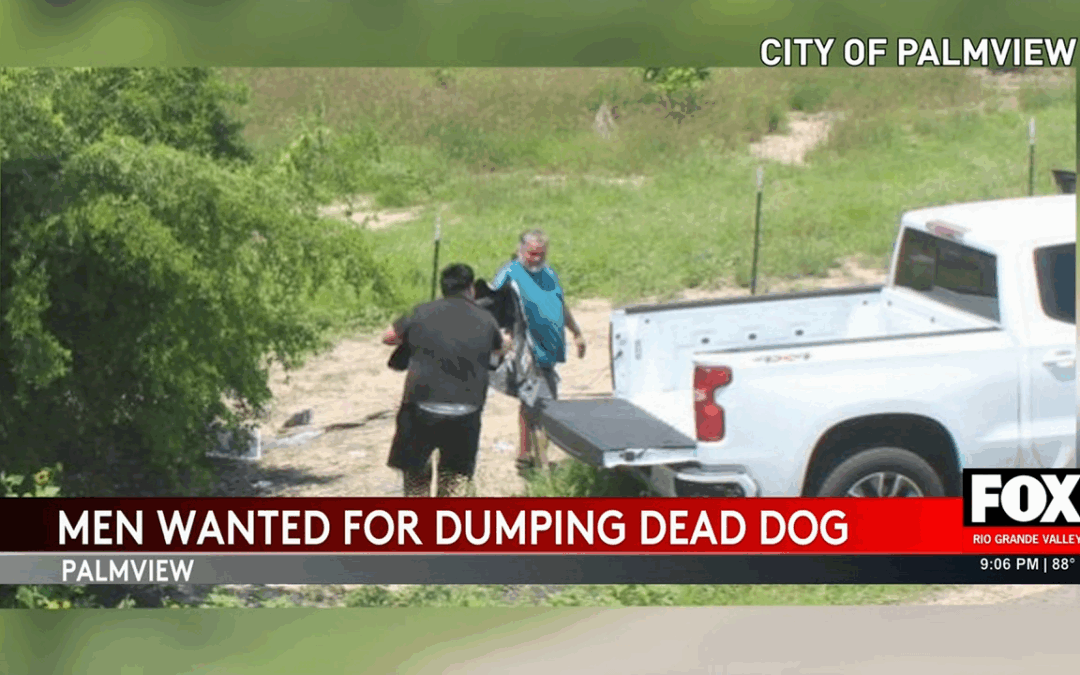 Animal Cruelty Caught on Camera in Palm View Sparks Outrage