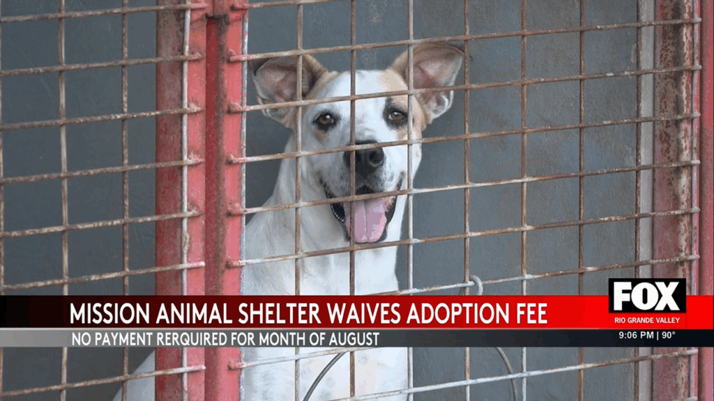 Mission Animal Shelter Waives Adoption Fees to Alleviate Overcrowding