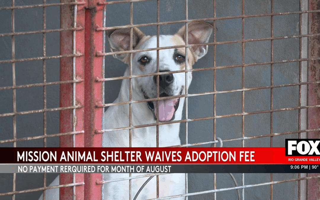 Mission Animal Shelter Waives Adoption Fees to Alleviate Overcrowding