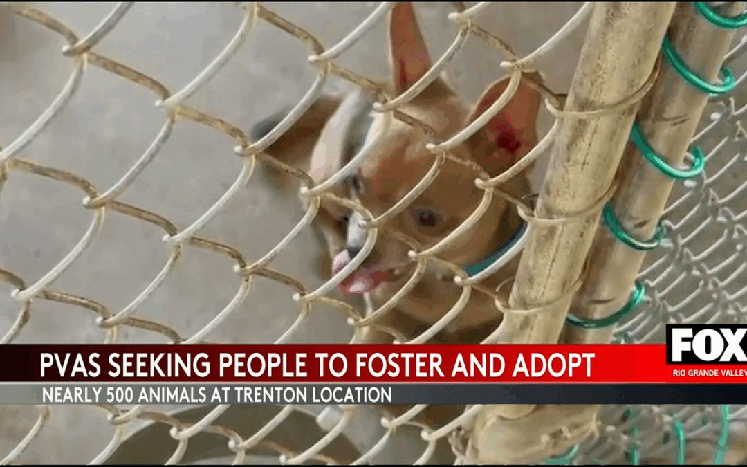 Palm Valley Animal Shelter Faces Overcrowding: Urgent Call for Adopters and Fosters
