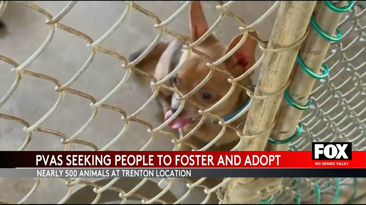 Palm Valley Animal Shelter Faces Overcrowding: Urgent Call for Adopters and Fosters
