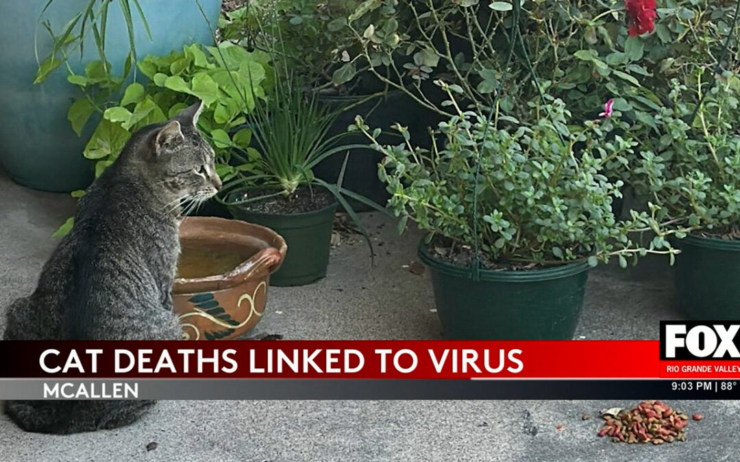 Deadly Virus Outbreak Among Cats Alarms McAllen Residents