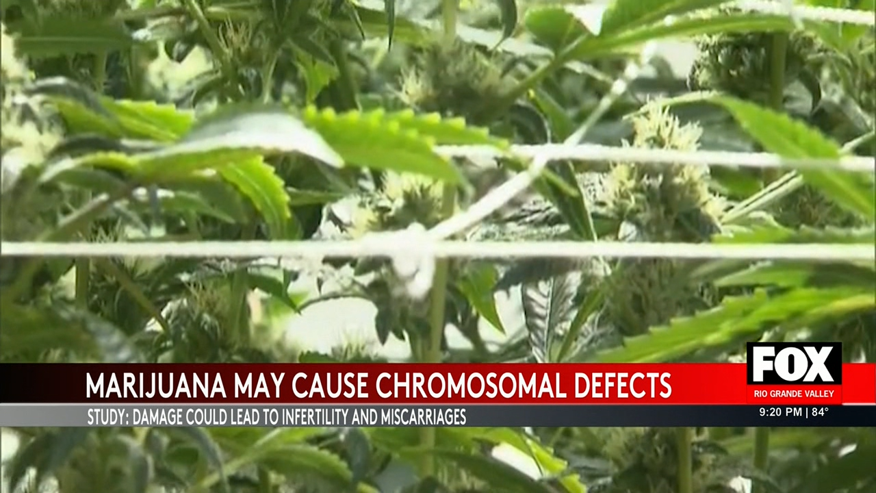Marijuana Study Highlights Potential Chromosomal Damage in Female Ovaries