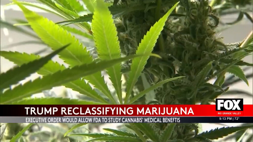 Shocking Marijuana Reclassification: Trump’s Executive Order Sparks Debate