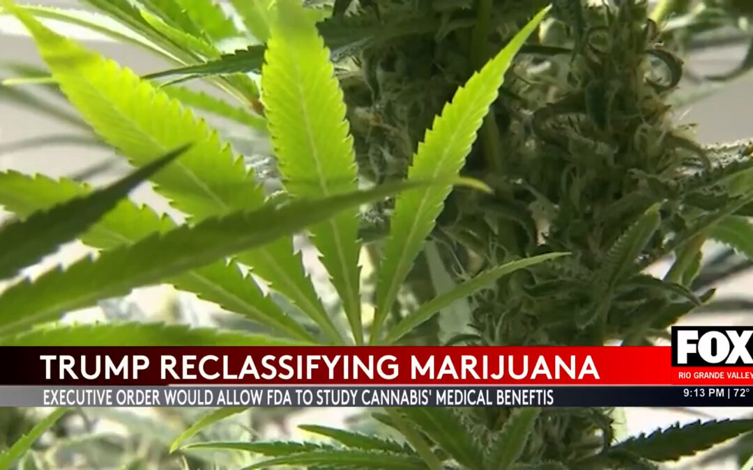 Marijuana Reclassification: Trump’s Executive Order Sparks Debate