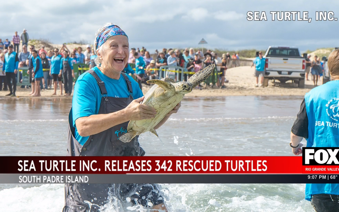Sea Turtle Release in South Padre Island Captivates Hundreds