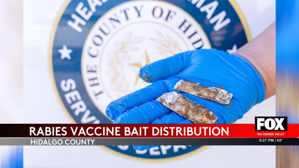 Rabies Vaccination Breakthrough: Hidalgo County's Bold Move to Protect Wildlife and Residents