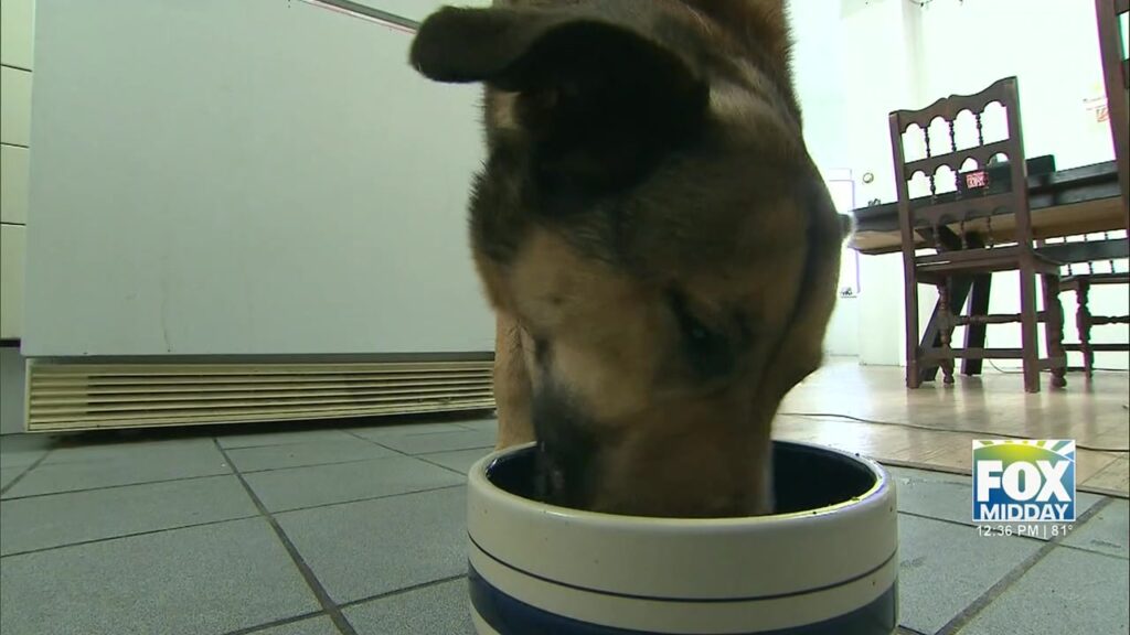 Study Reveals High Levels Of Heavy Metals In Dog Food dog food