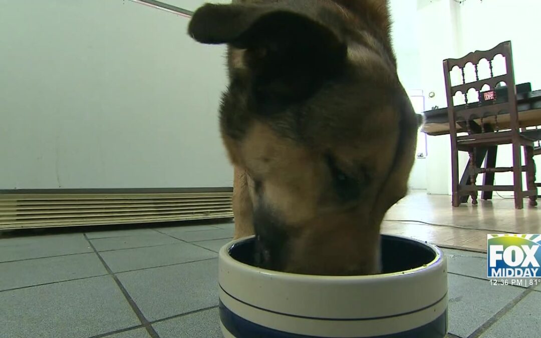 Study Reveals High Levels Of Heavy Metals In Dog Food