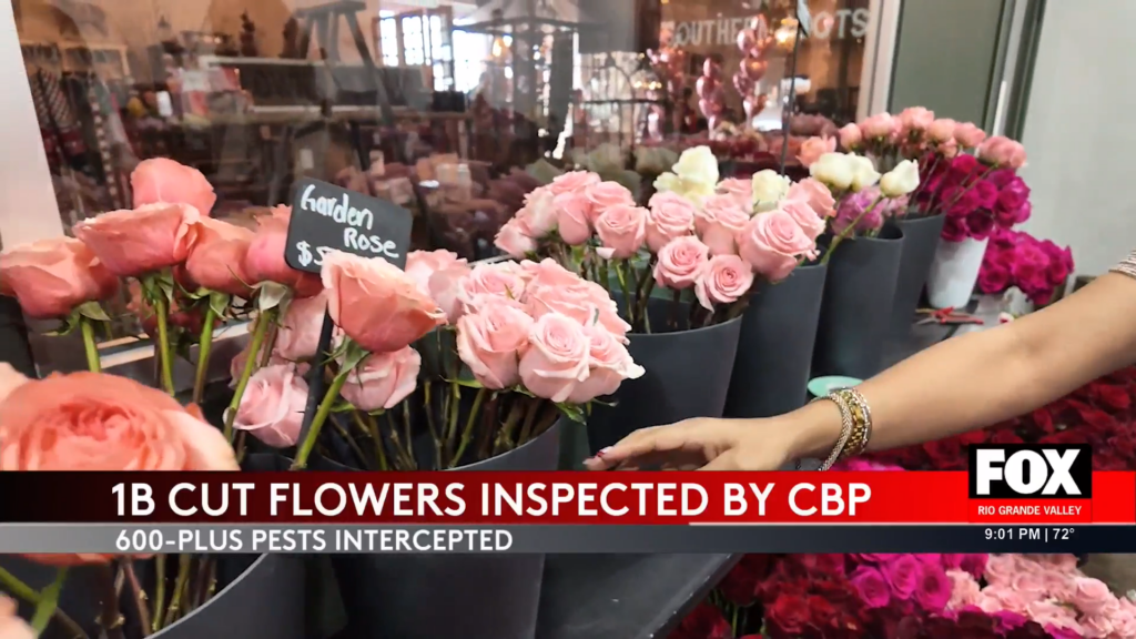 Shocking Valentine's Day Flowers Inspection: CBP Intercepts Harmful Pests in Rio Grande Valley