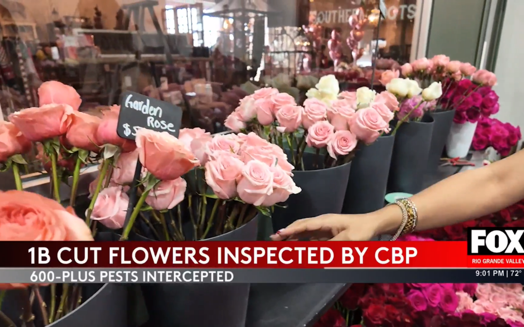 Valentine’s Day Flowers Inspection: CBP Intercepts Harmful Pests in Rio Grande Valley