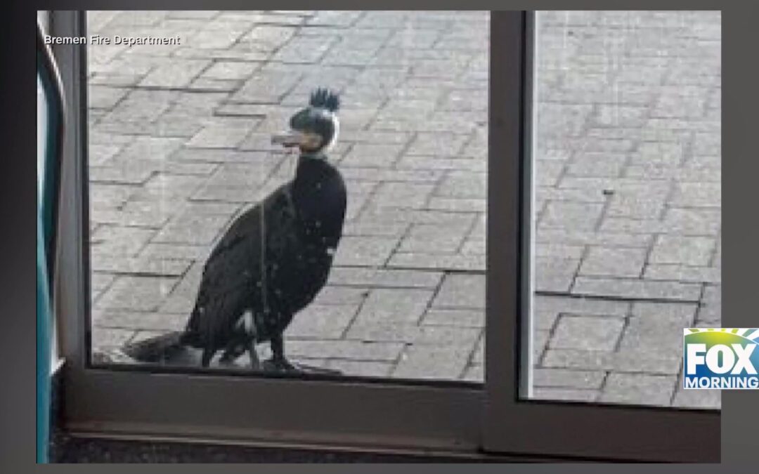 Animal Rescue: Wacky Wildlife: Birds Seek Help In Unusual Circumstances