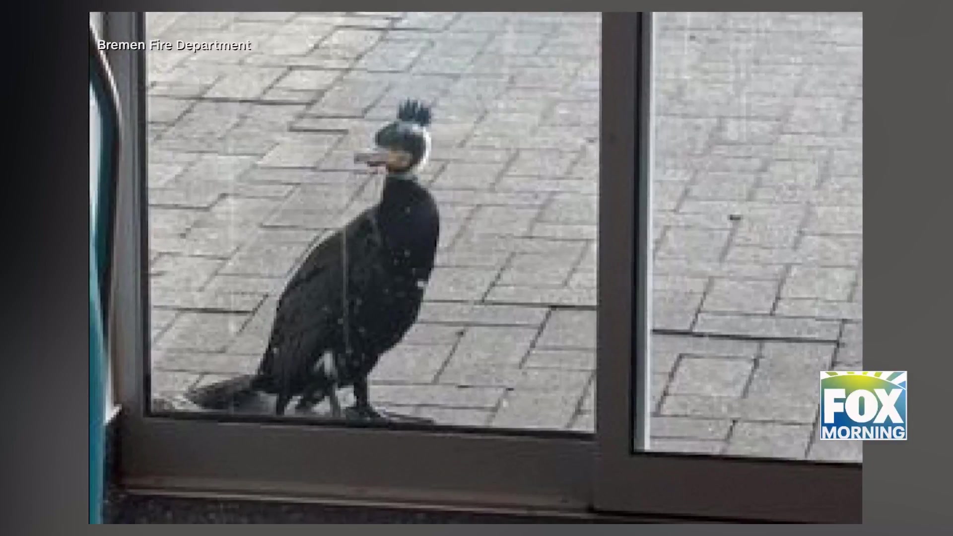 Animal Rescue: Wacky Wildlife: Birds Seek Help In Unusual Circumstances