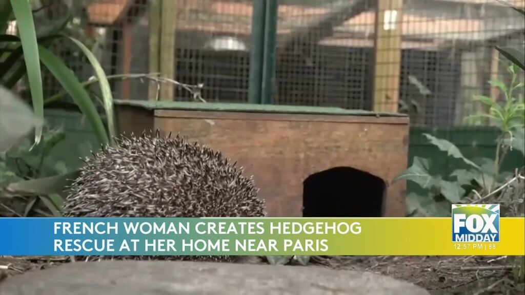 French Hedgehog Rescue Wins Hearts hedgehog rescue