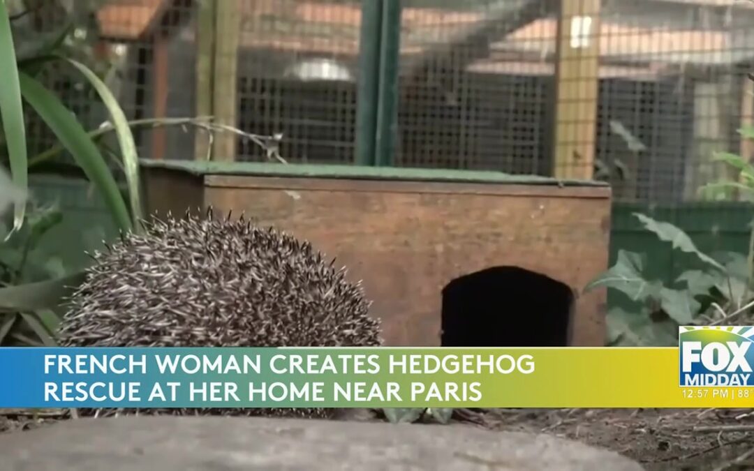 French Hedgehog Rescue Wins Hearts