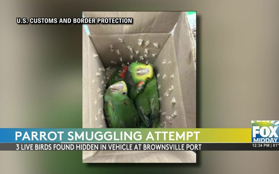 Parrot Smuggling Attempt Thwarted At US Border