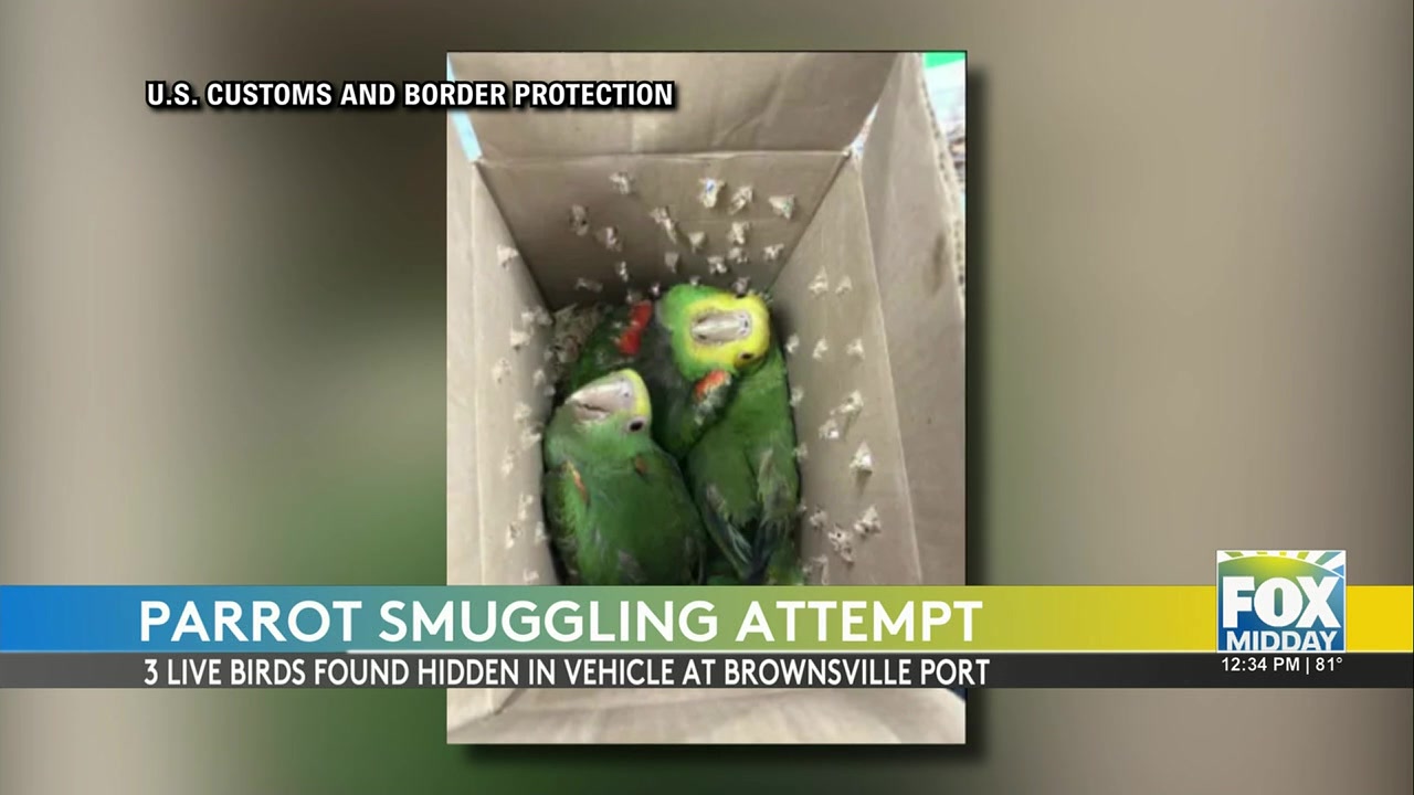 Parrot Smuggling Attempt Thwarted At US Border