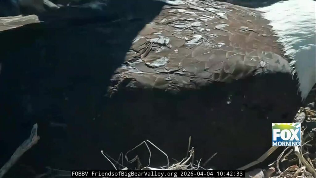 Bald Eagles Welcomed To Big Bear, CA