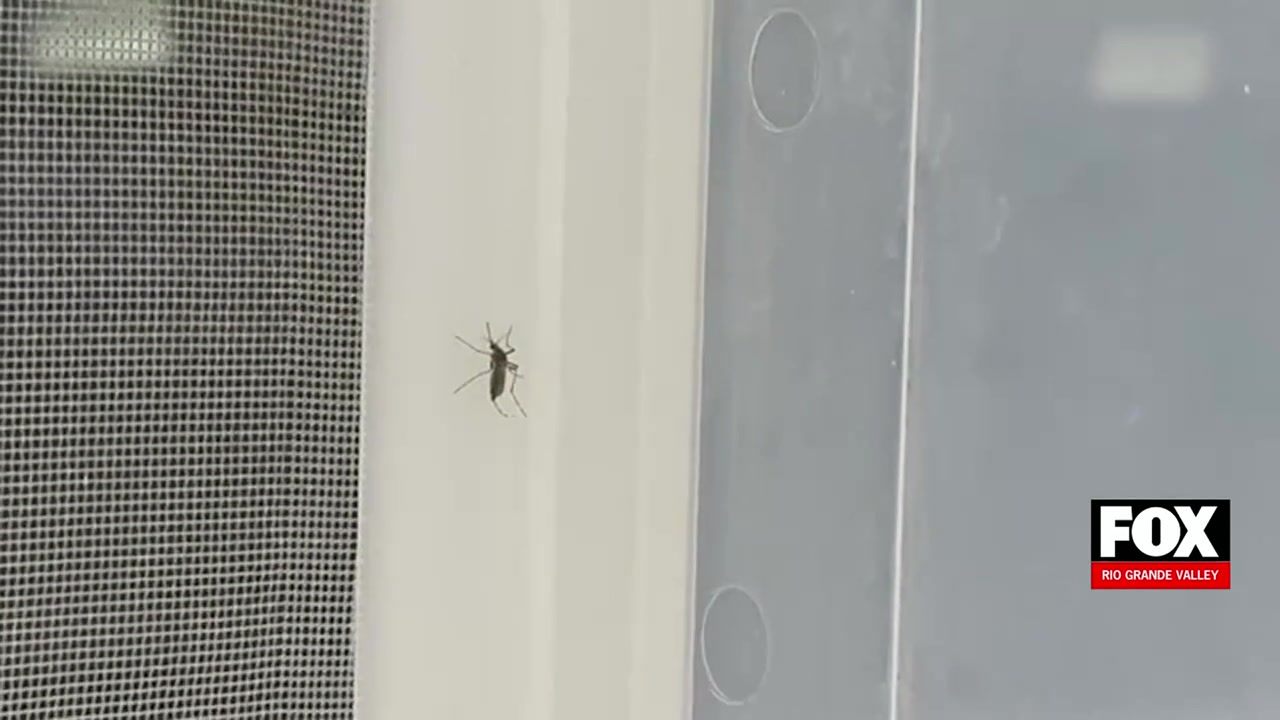 Harlingen Mosquito Control: Harlingen Plans Mosquito Control Spraying To Prevent Disease Outbreaks