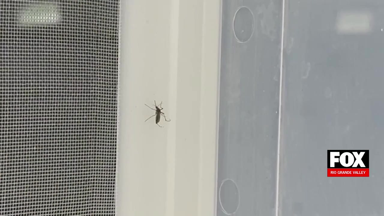 Harlingen Mosquito Spraying: Harlingen Unveils Mosquito Control Spraying Plan To Prevent Diseases