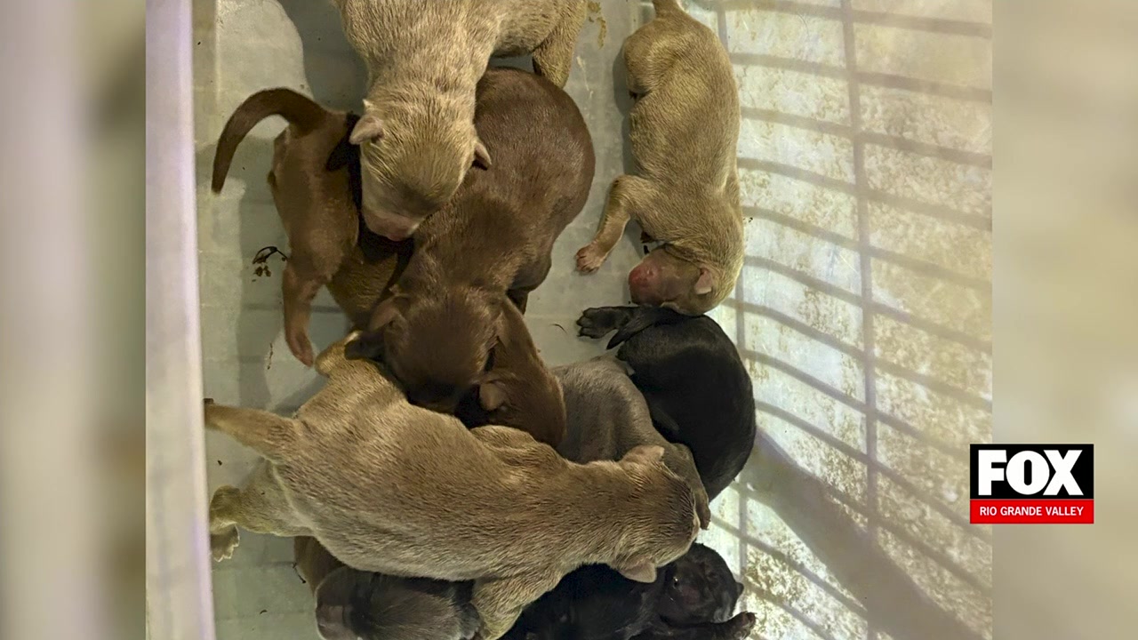 Donna Police Seek Suspect After Puppies Abandoned At Walmart