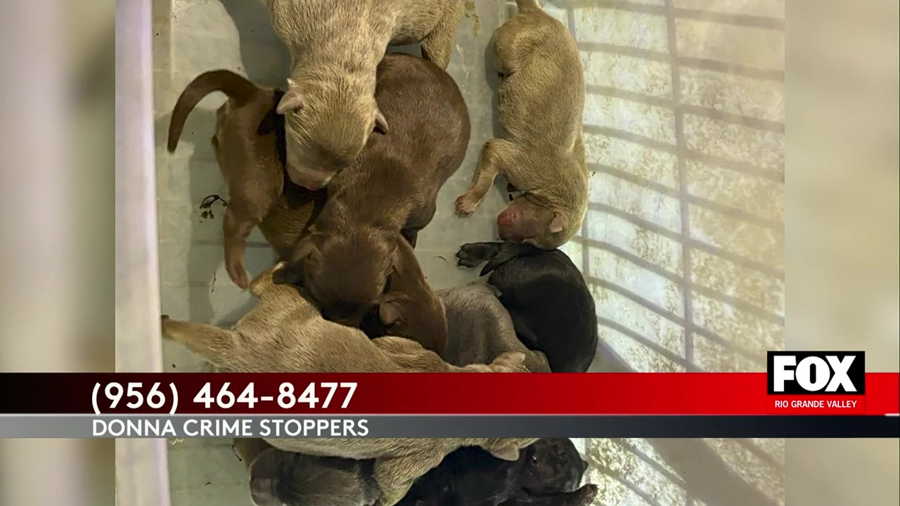 Donna Police Urge Community Help After Abandoned Puppies Found At Walmart