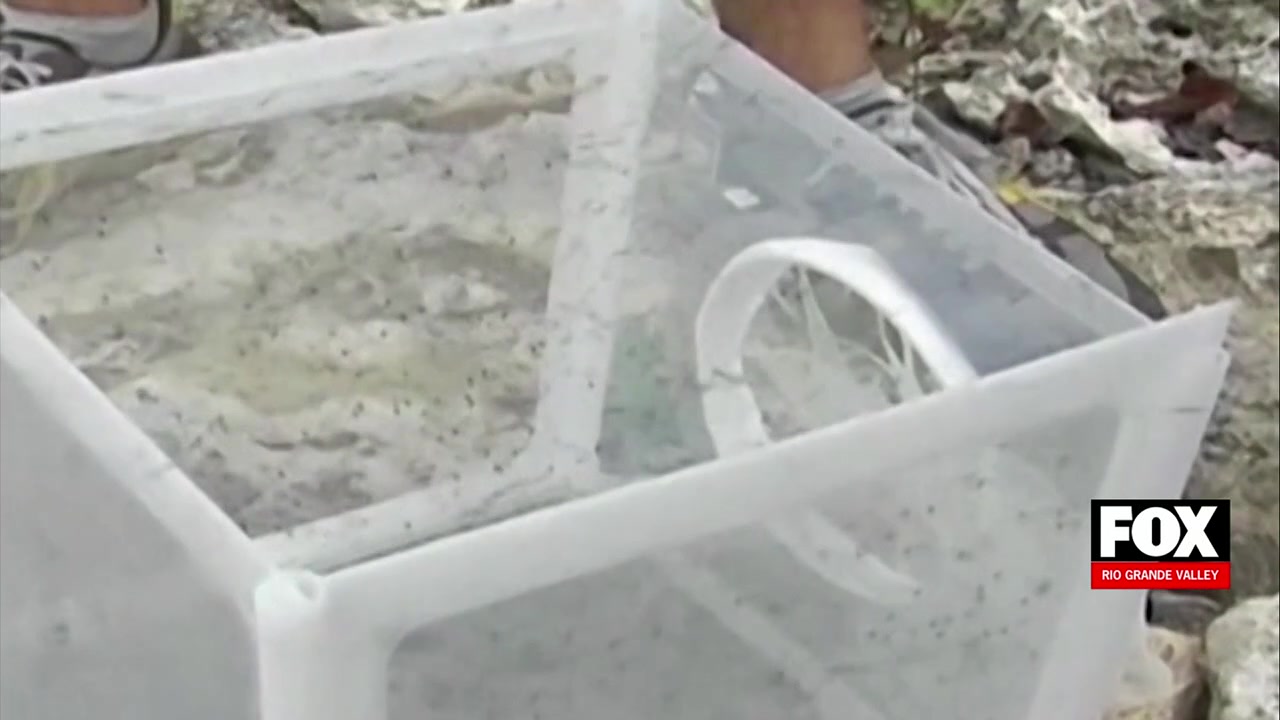 Westlaco Fumigation: Westlaco Begins Citywide Fumigation Efforts To Protect Residents’ Health