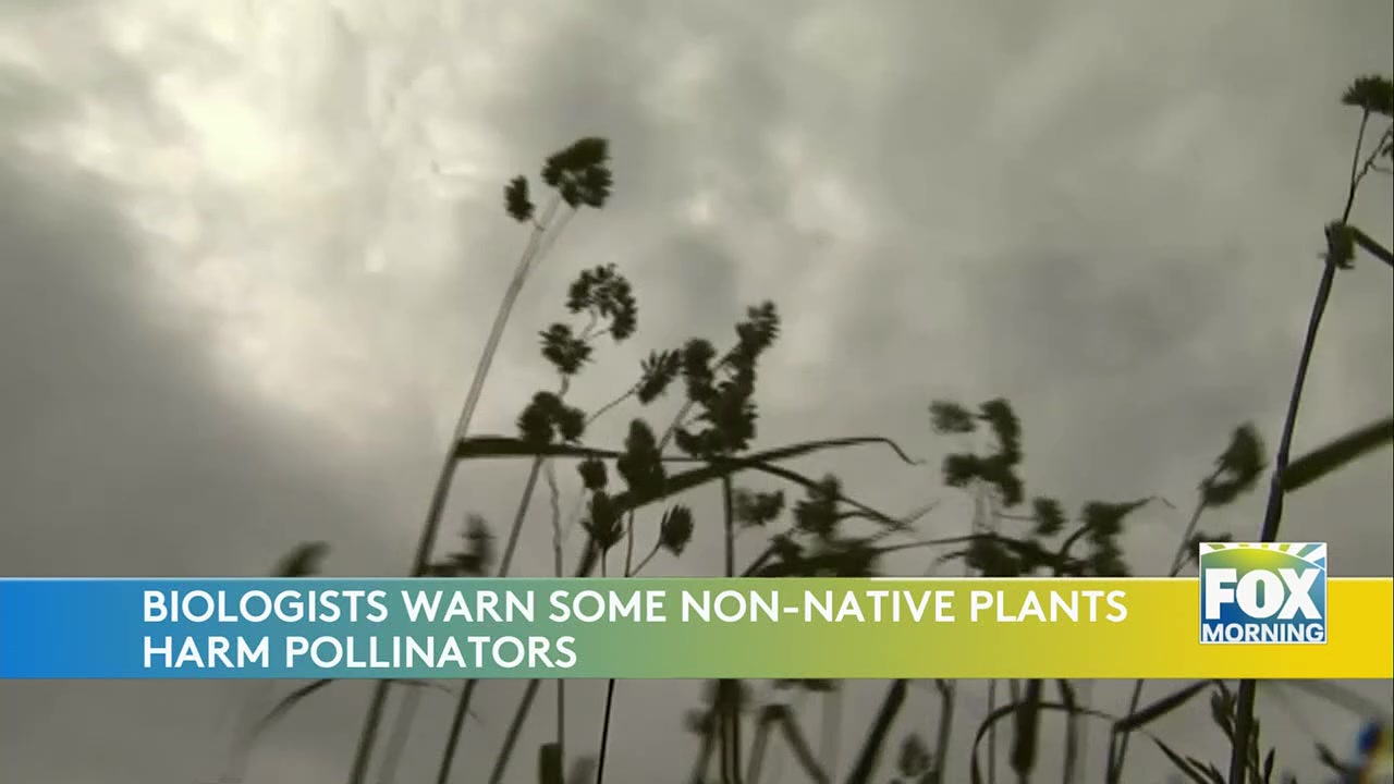 No Mow May Movement Divides Experts: Pollinator Aid Versus Public Health Risks