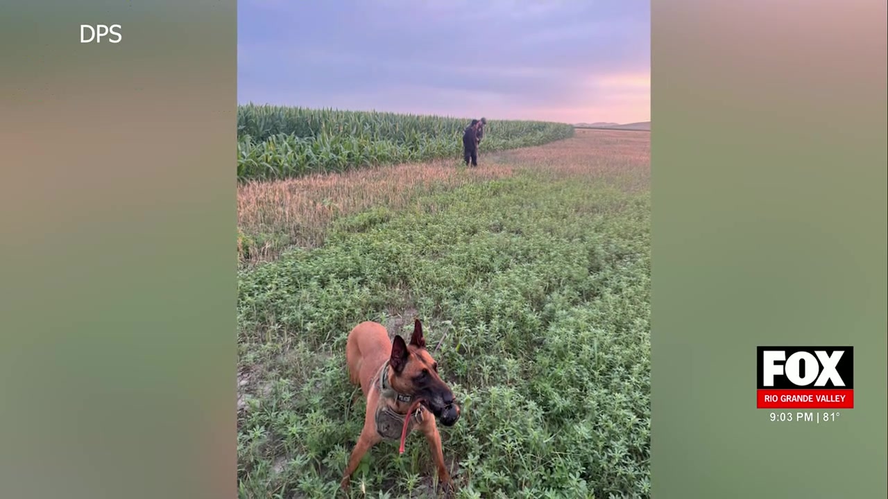 Operation Lone Star: DPS K-9 Unit And Border Patrol Detain Seven Undocumented Immigrants In Maverick County