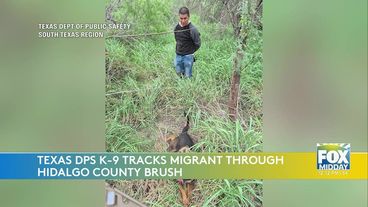 Texas DPS K-9 Tracks Down Migrant Suspect In Rio Grande Valley