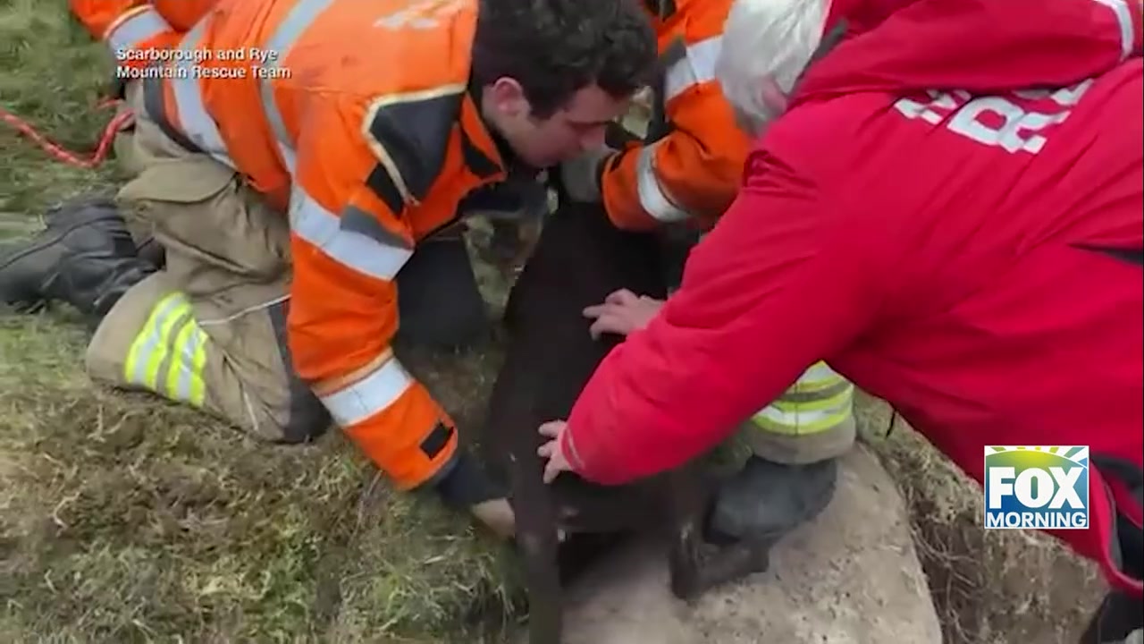 Dog Rescue UK: Dramatic Rescues: Dog Pulled From Pit In UK And Officer Saves Family From Tennessee Fire