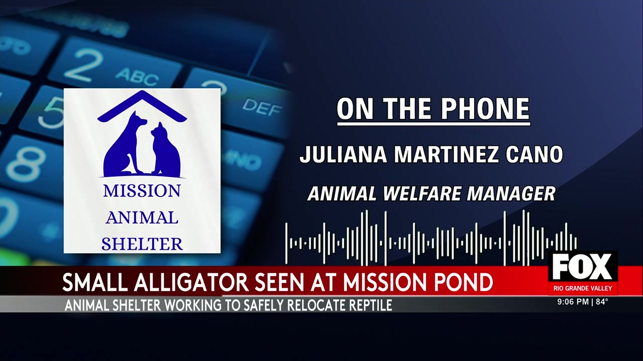 Alligator Mission Texas: Alligator Spotted In Mission Pond Prompts Wildlife Safety Response